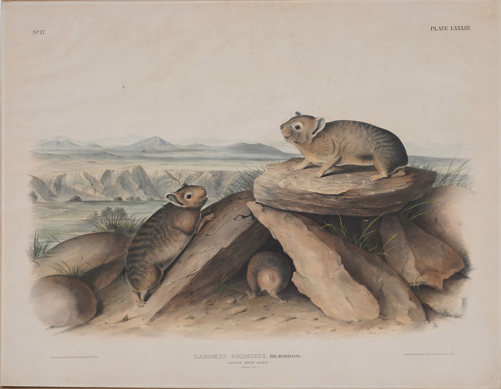 "Little Chief Hare" (or American Pika) from John James Audubon Vintage Print (1 of 10)