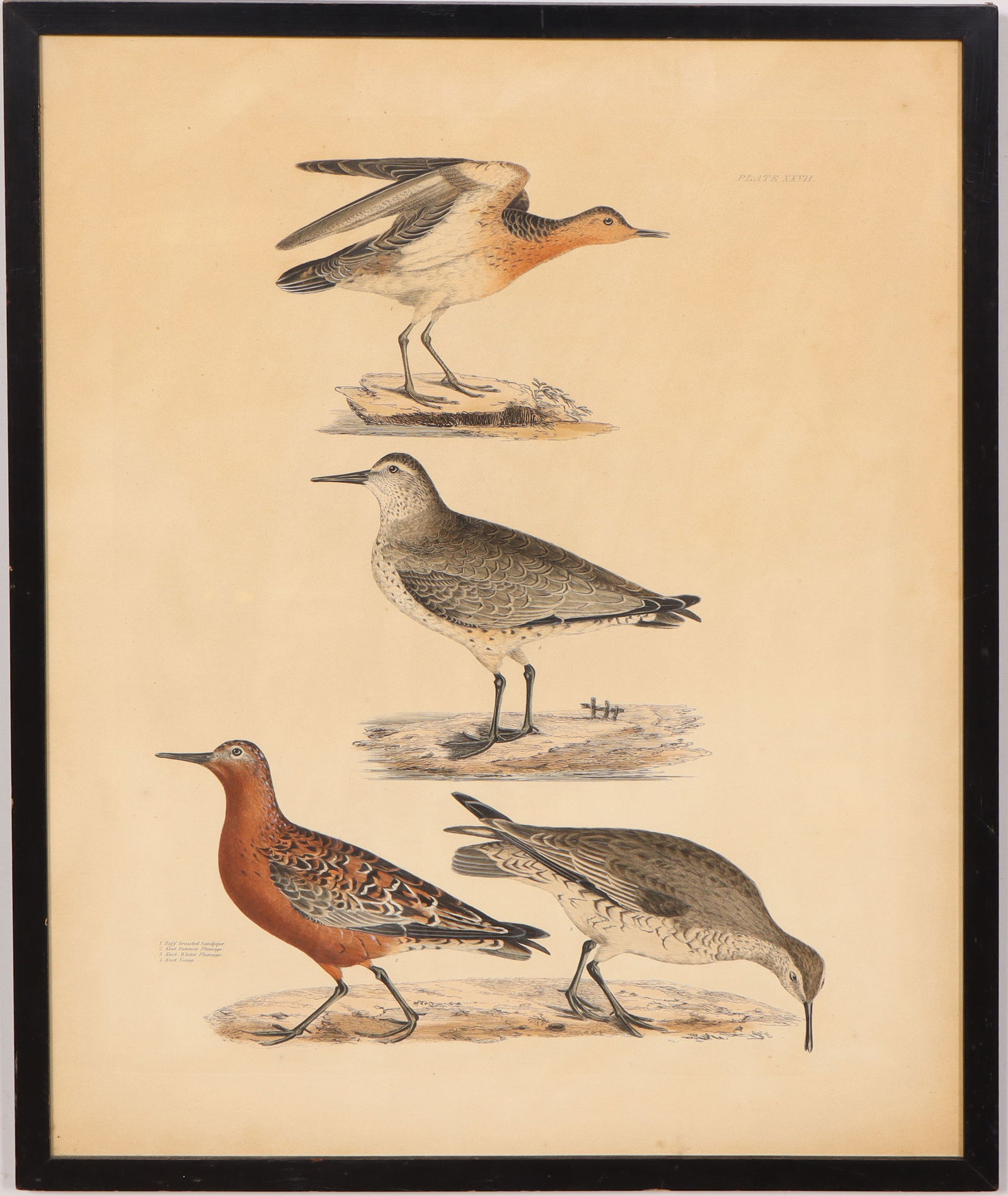 Prideux John Selby Vintage "Sandpipers" Framed Bird Print (1 of 6)