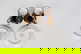 item-210078834=12