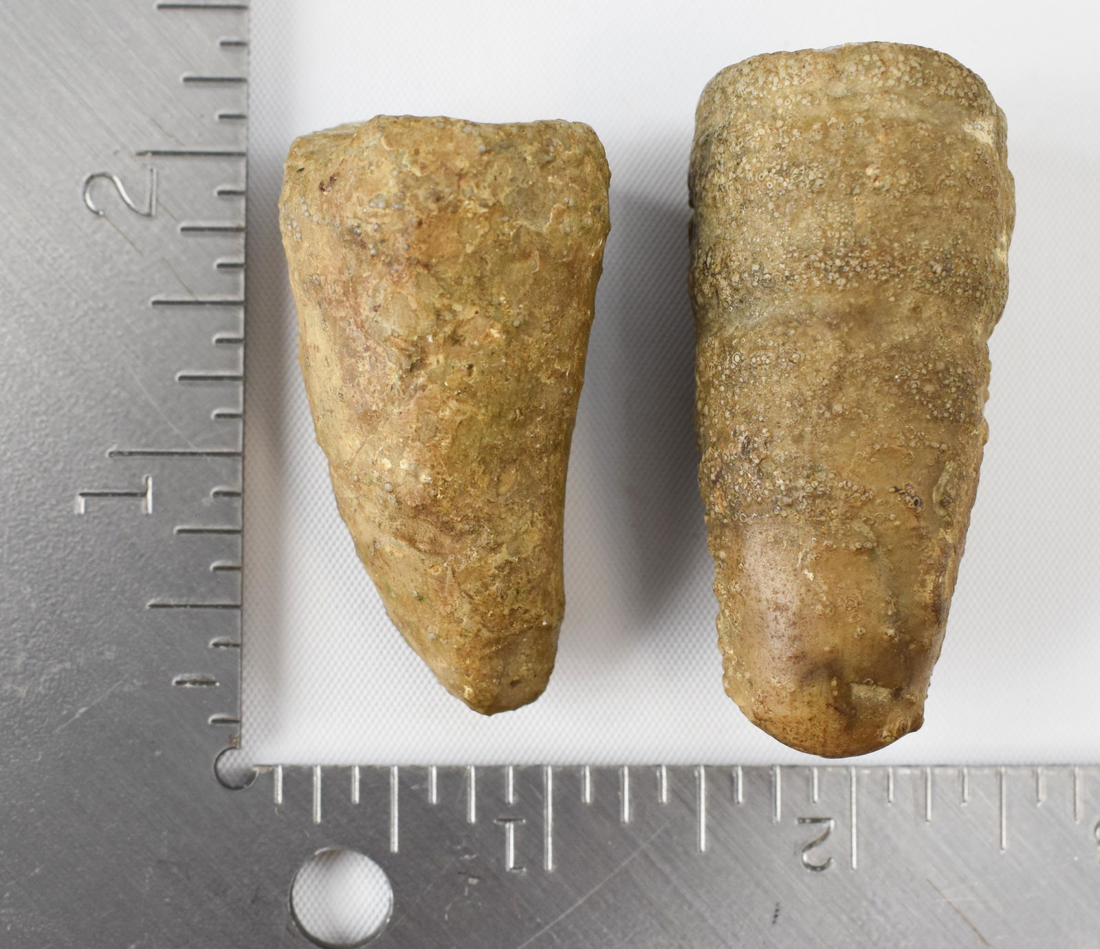 Carboniferous Caninia Fossils: Discovered in the Owensboro, KY area.