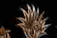 item-131331105=2