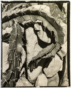 Edward Henry Weston (American, 1886 – 1958) Two (2)