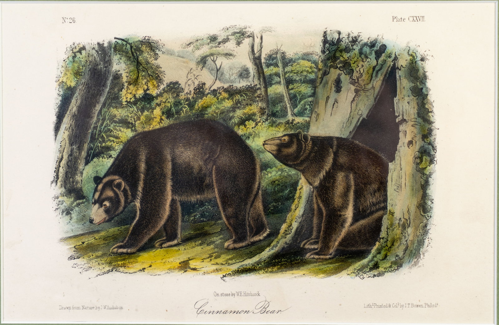 John Woodhouse Audubon (American, 1812 ??? 1862) Three Lithographs (1 of 13)