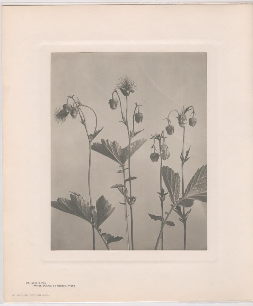 EDWIN HALE LINCOLN PLATINUM PRINT: Edwin Hale Lincoln 20. Guem Rivale, water purple or nodding avens. Platinum print mount to paper mount with letter-press 1904 9 1/2 x 7 1/2 inches Additional images and detailed condition reports are