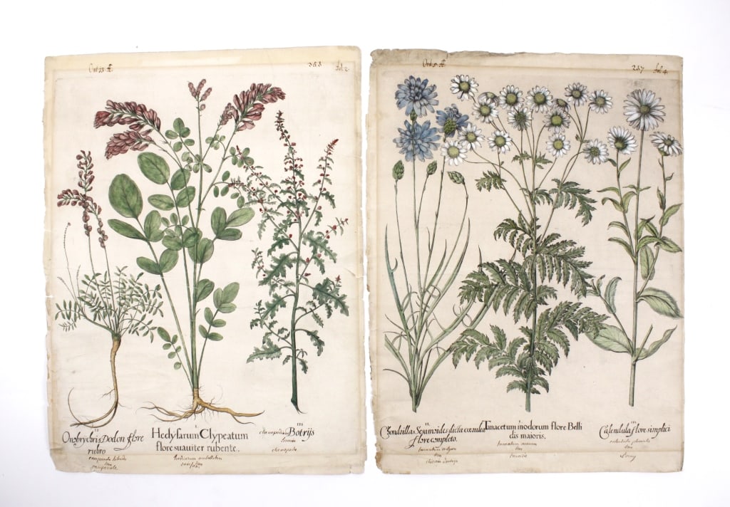 [BESLER, BASIL] FLOWER PRINTS. 1613. LOT OF 2 (1 of 6)