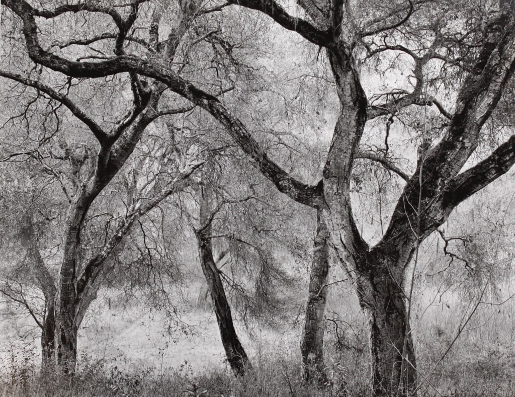 SEXTON, JOHN. OAKS AT DUSK, CARMEL VALLEY CA. 1988 (1 of 4)