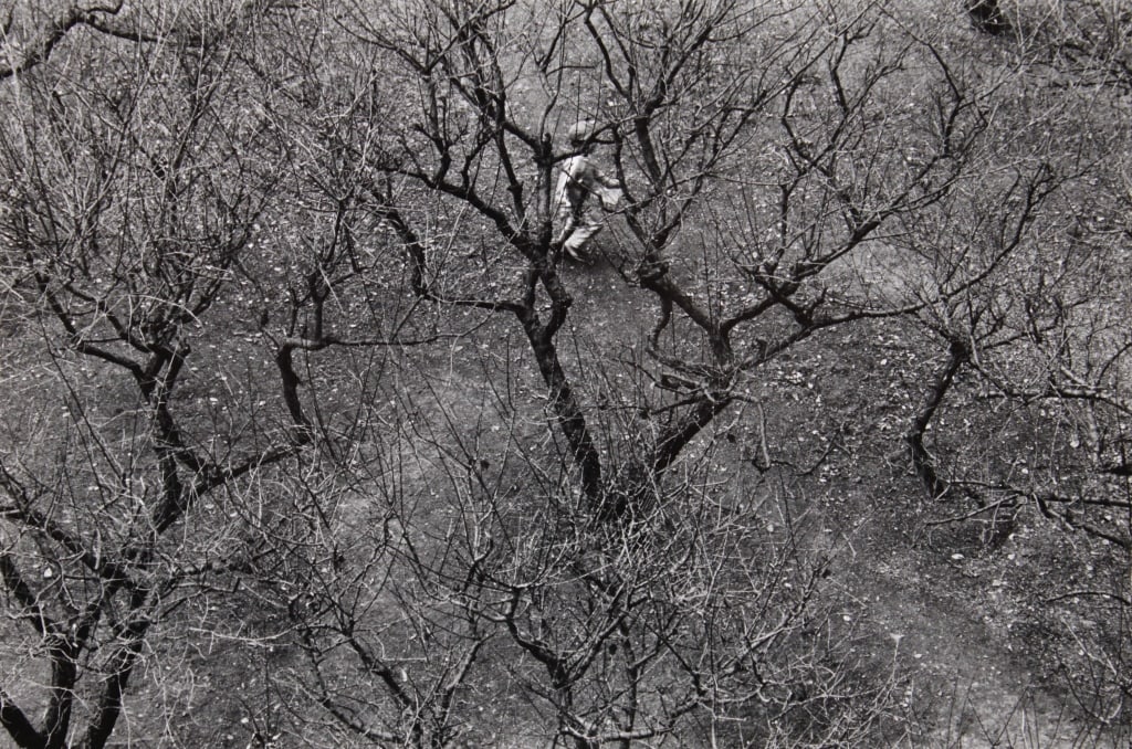 DATER, JUDY. IN THE BRAMBLES, JAPAN. 1991 (1 of 4)