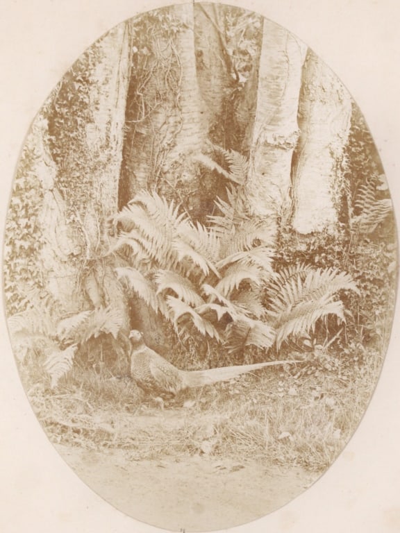 LLEWELYN, J.D. STILL LIFE, PHEASANT & FERN. 1857: Llewelyn, John Dillwyn. STILL LIFE OF STUFFED PHEASANT AND FERN. Albumen print from Oximel negative. Circa 1857. Mounted to sheet. Print: 8" x 6". Generally very good condition, various imperfections.