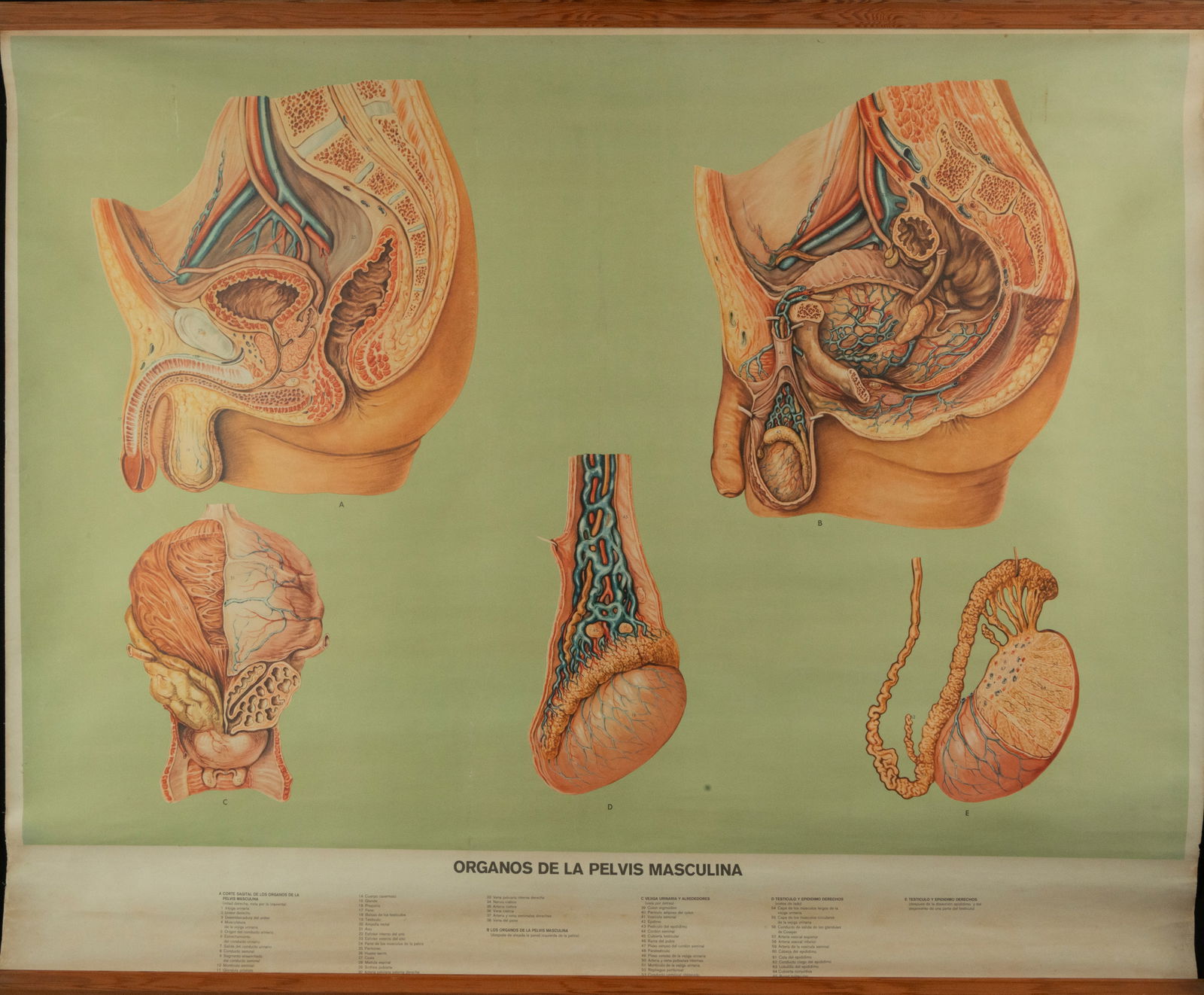Natural History, Large Medical Illustrative Poster, 1930s-1940s (1 of 2)