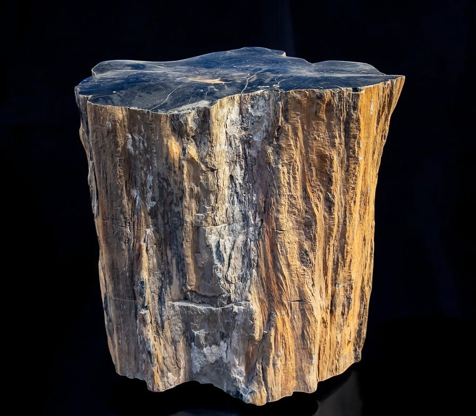 Exceptional Sequoia Trunk Fossil - North America - Pleistocene (2.6 million years to approximately 1 (1 of 6)