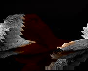 Rare Egyptian Horus Amulet in Sycamore Wood - Late Period (722 - 332 BC): 8.5 x 5.5 x 16.5 cm, guaranteed antique. This wooden amulet depicts the god Horus, one of the most important deities in the Ancient Egyptian pantheon, associated with the sky, protection, and royalty.