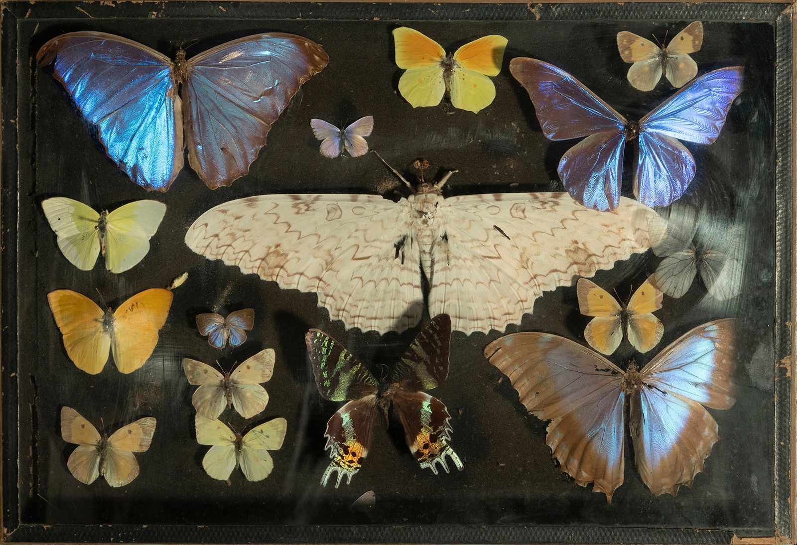 Entomological butterfly collection. Naturalist school. 20th century. (1 of 3)