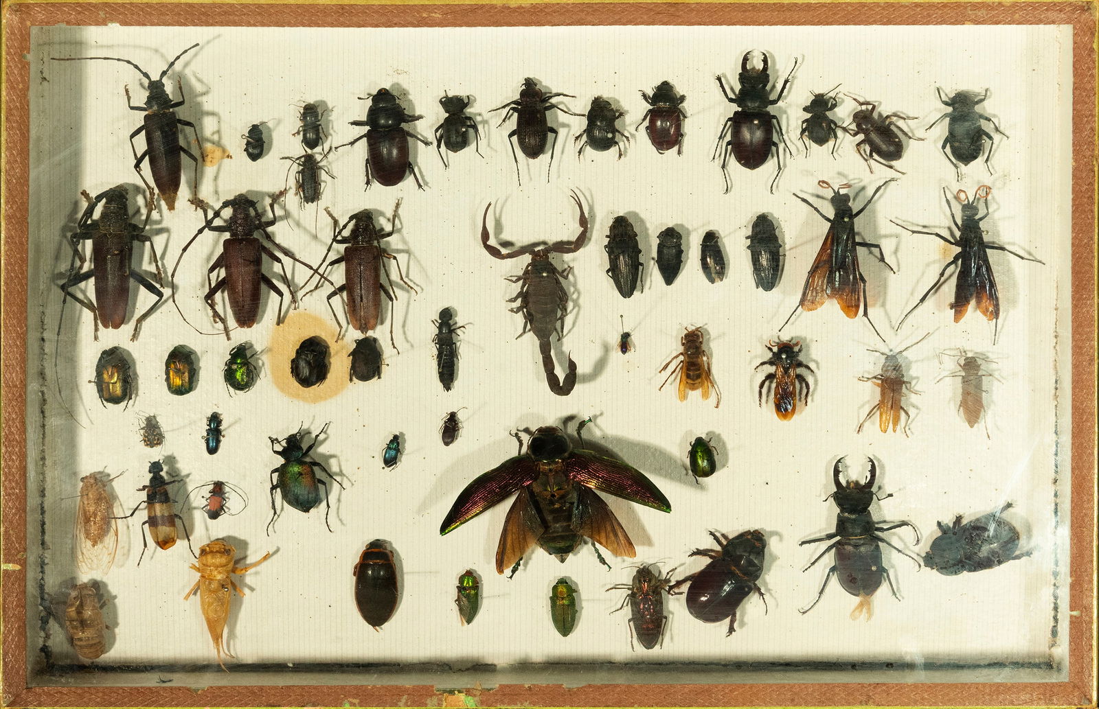 Entomological collection with beetles, hymenoptera and scorpion. French school. 20th Century. (1 of 4)