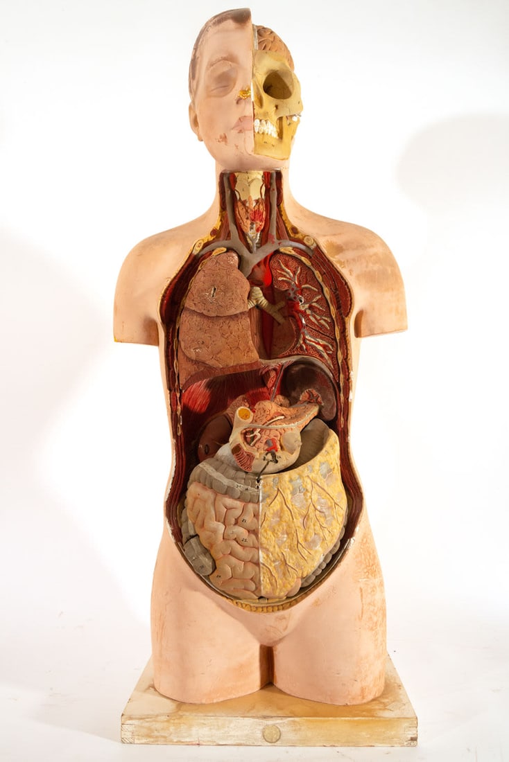 Rare human anatomical bust in plaster, Germany, early 20th century (1 of 10)