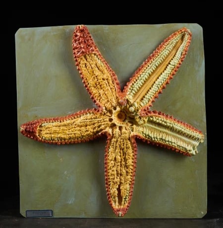 Anatomical teaching model of a starfish in cross-section. Auzoux (Paris) (1 of 3)