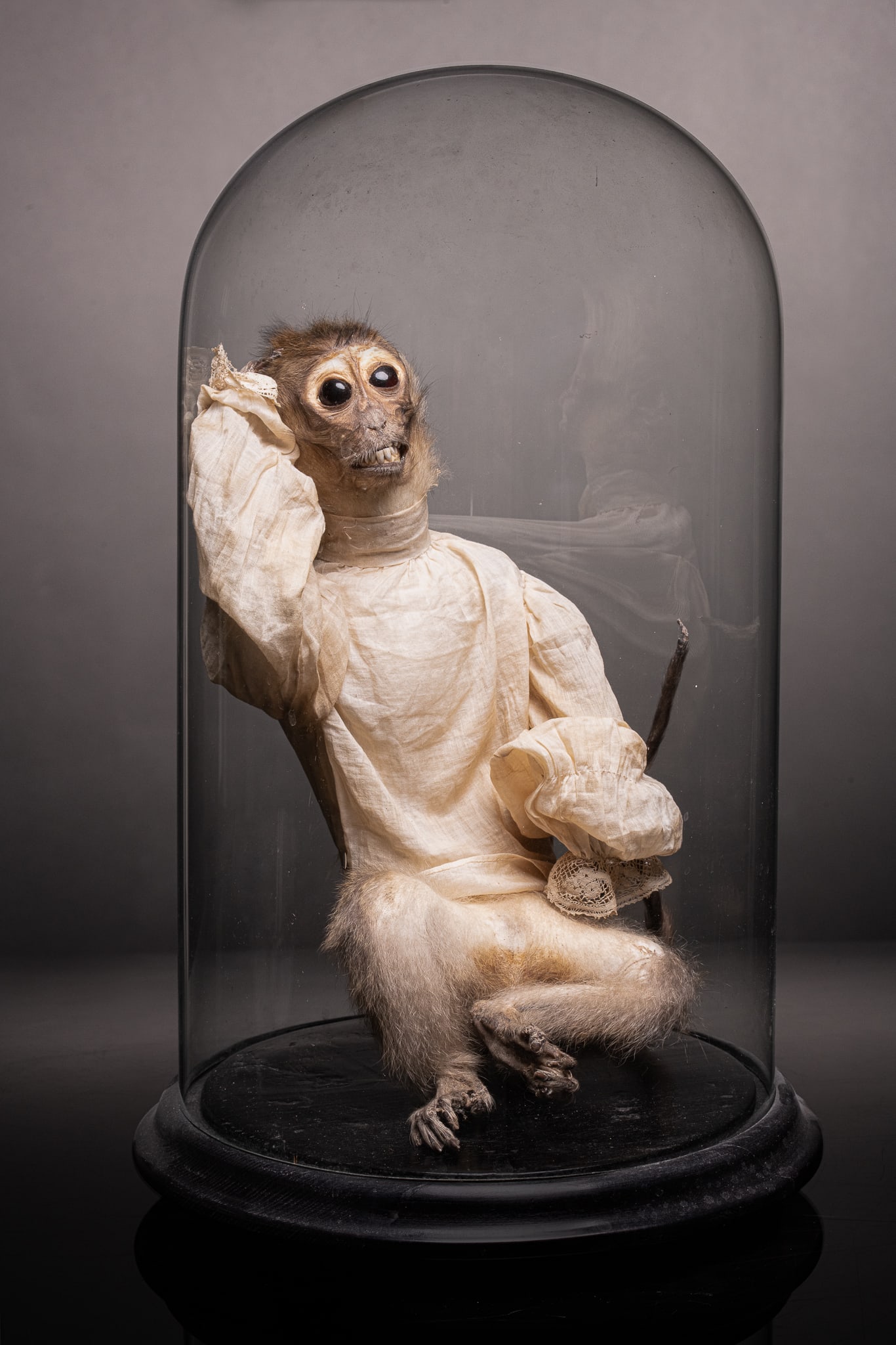Rare stuffed monkey wearing a dress, France, 19th century: Organic materials. Measurements: 35 × 25 × 25 cm. Decorative taxidermy piece depicting a monkey dressed in white, displayed under a glass bell jar. Popular in the 19th and early 20th centuries, thes