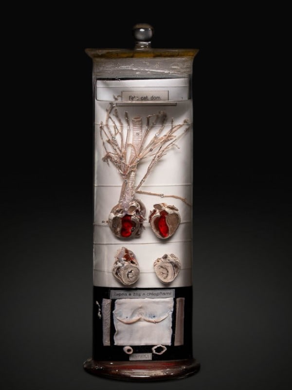 Cat intestines, wet specimen. Europe, late 19th or early 20th century: Organic material and glass. Dimensions: 37 × 13 cm. Anatomical preparation preserved in fluid within a glass container, designed for educational and scientific purposes for the study of the feline di