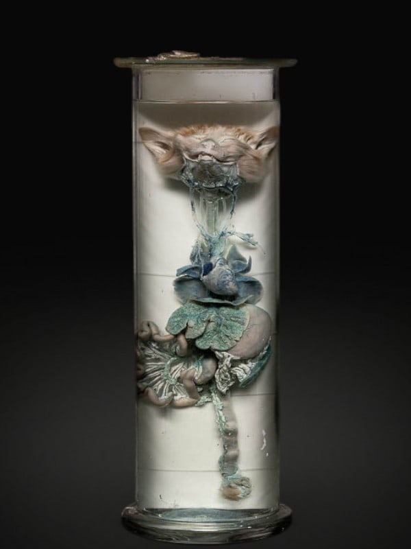 Dissected cat, wet specimen. Europe, late 19th or early 20th century. (1 of 1)