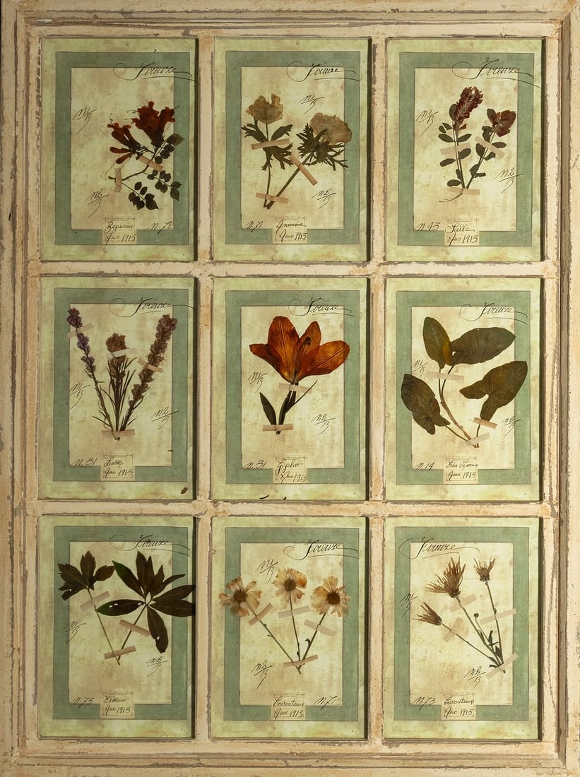 Framed herbarium, Italy, 20th century (1 of 4)
