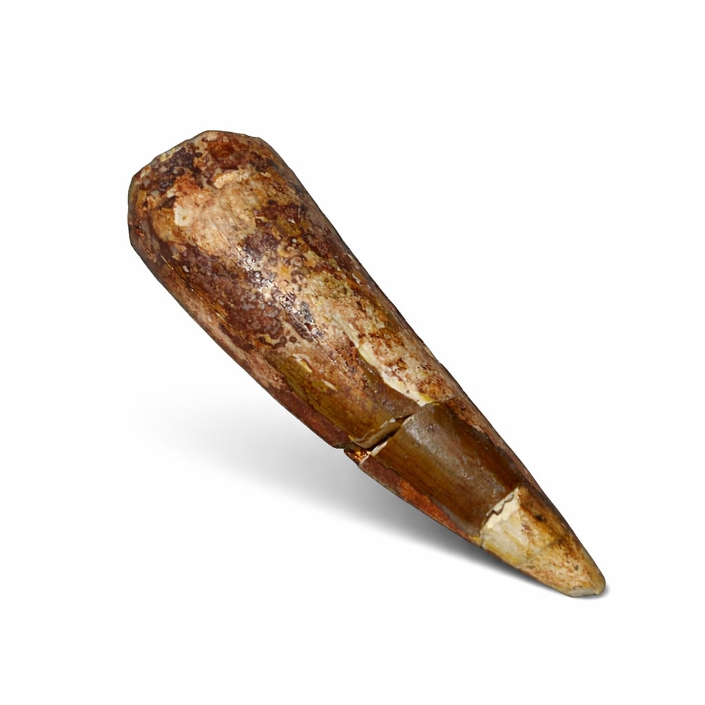 FOSSIL TOOTH, POSSIBLY FROM A T-REX DINOSAUR: 7X2 CM. HAS BEEN RESTORED.