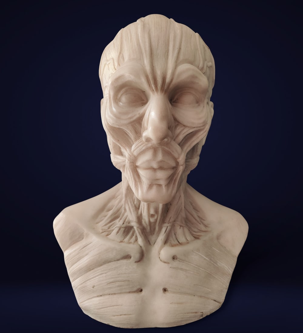 Anatomical facial bust after Houdon's model, carved in Carrara marble, Italy, 19th century (1 of 8)