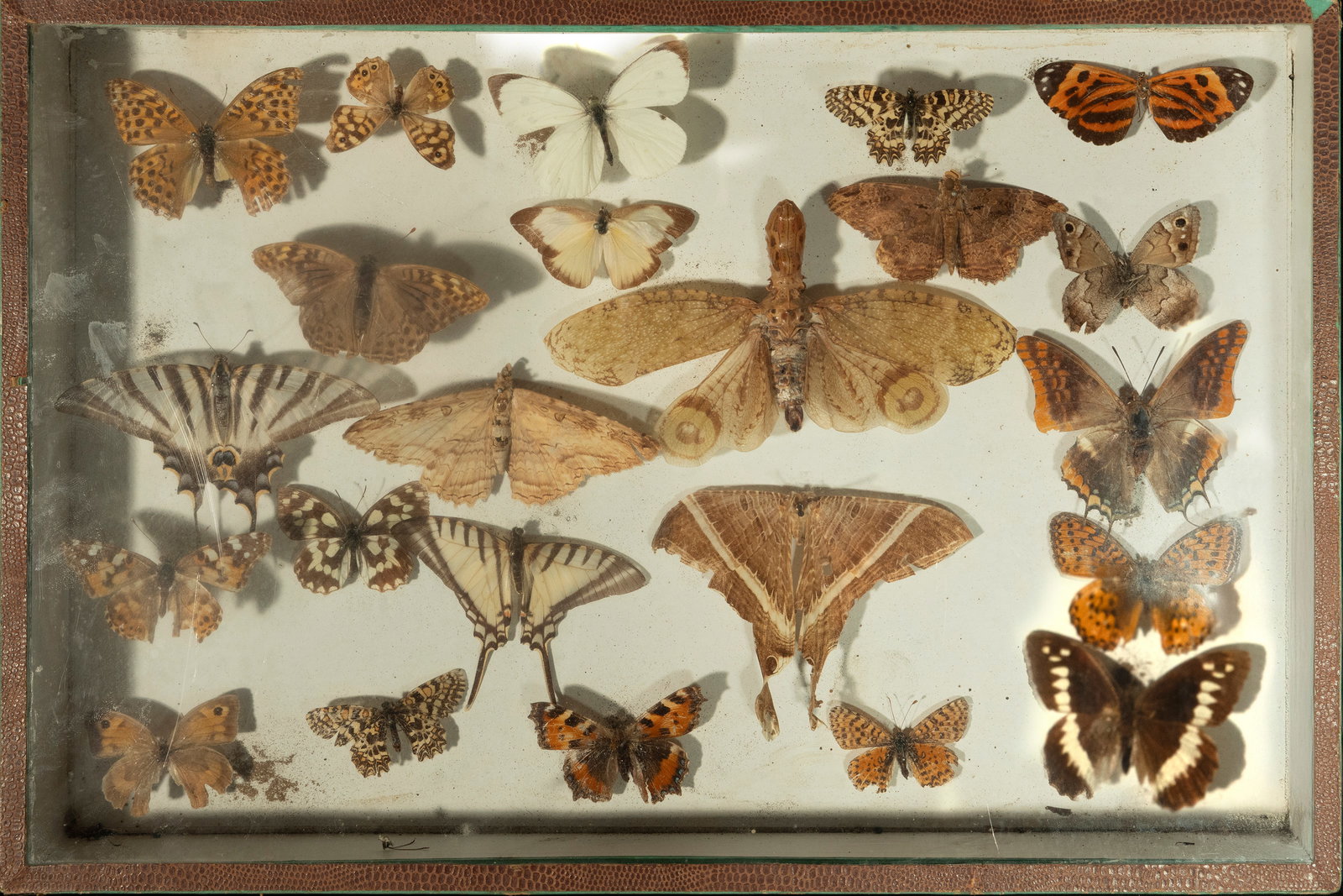 Entomological butterfly collection. Naturalist school. 20th Century. (1 of 5)
