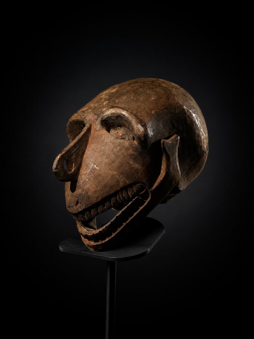Very Rare Asmat Skull - New Guinea - early 20th century (1 of 5)
