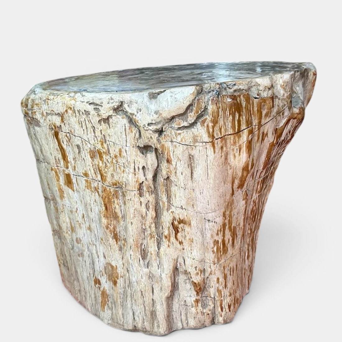 Large fossilized tree trunk, Pleistocene (2.59 million years old) (1 of 5)