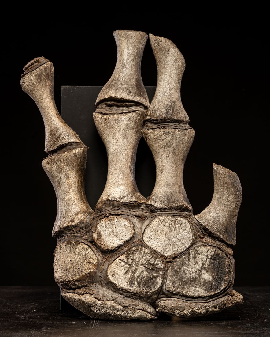 Whale fin skeleton, 20th century (1 of 8)