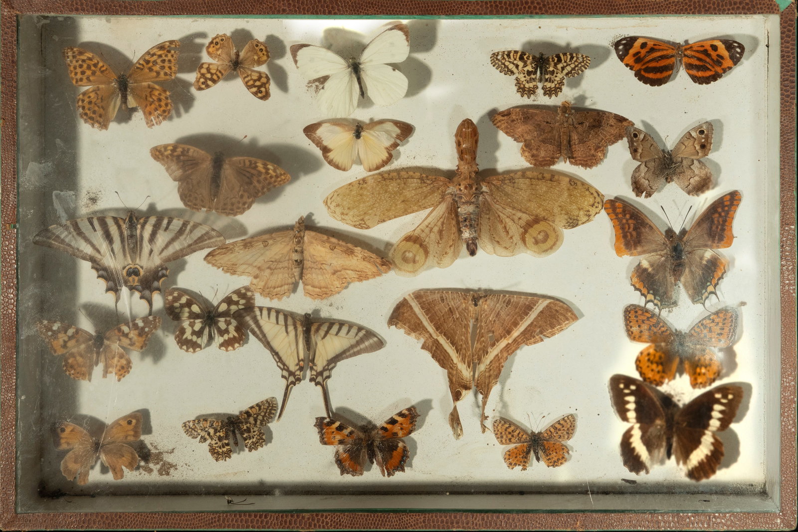 Entomological butterfly collection. Naturalist school. 20th Century. (1 of 5)