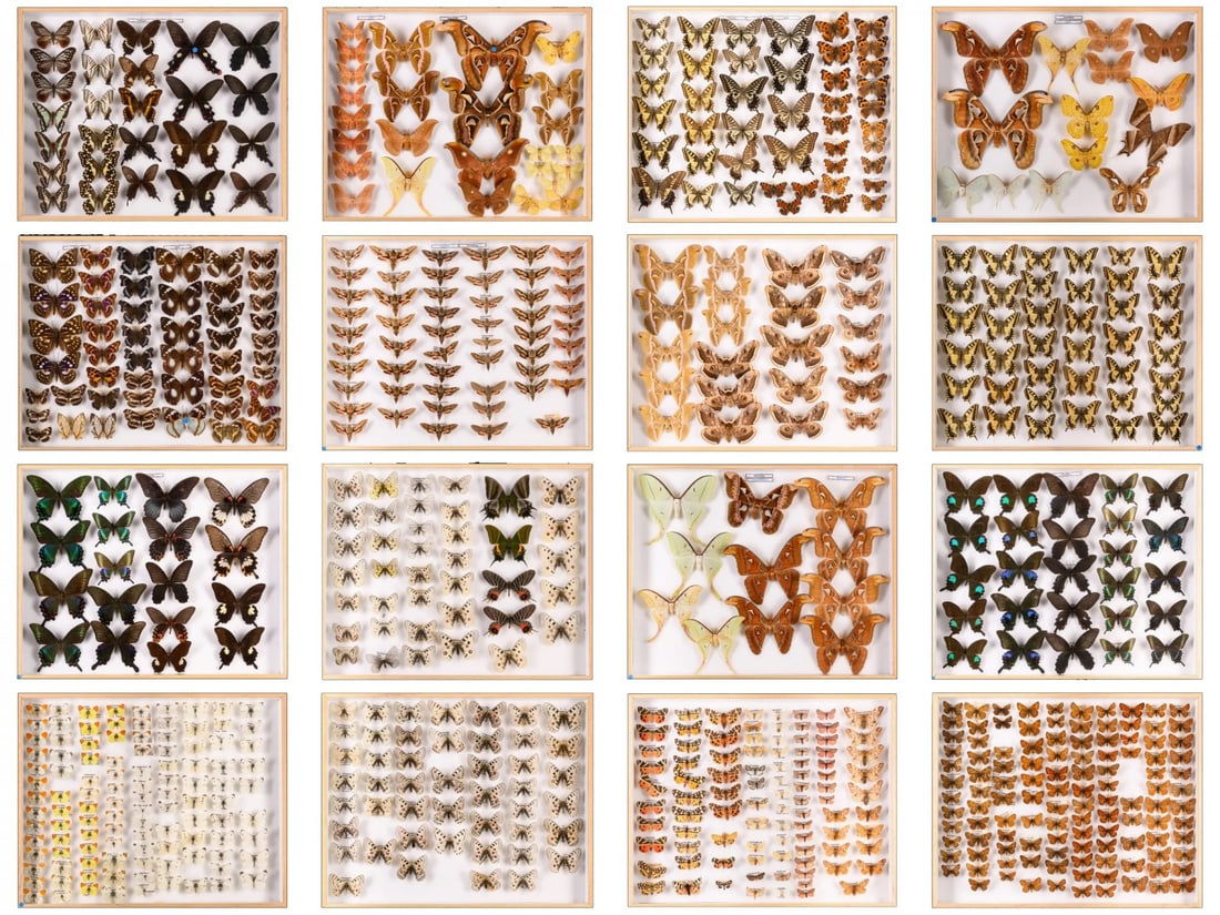 Antique collection of stuffed butterflies, restored and pest-free, 20th century (1 of 11)