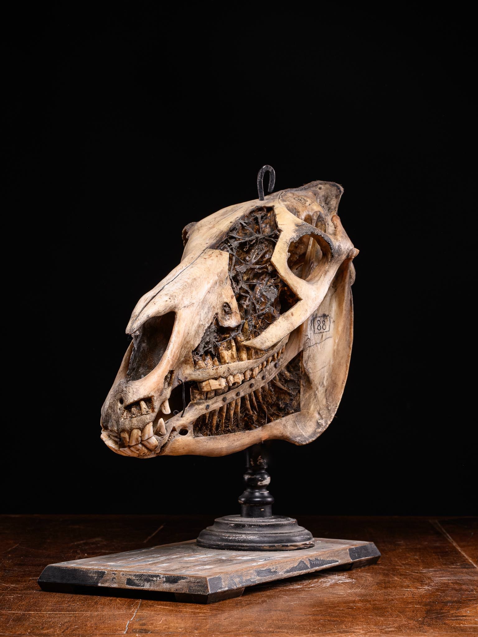 Didactic horse skull, France, 20th century: Bone and wood. Dimensions: 57 × 33 × 26 cm. Anatomical model for educational purposes, consisting of a horse skull mounted on a wooden support, prepared for the study of bone structure. The skull ha