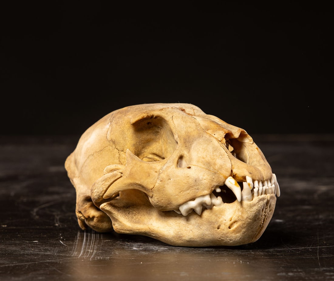Lion cub skull, Africa, 20th century: Organic material. Dimensions: 18 x 13 x 10 cm. A lion cub skull specimen of notable interest in the field of natural history, presented as an anatomical and cabinet specimen. It stands out for the cla