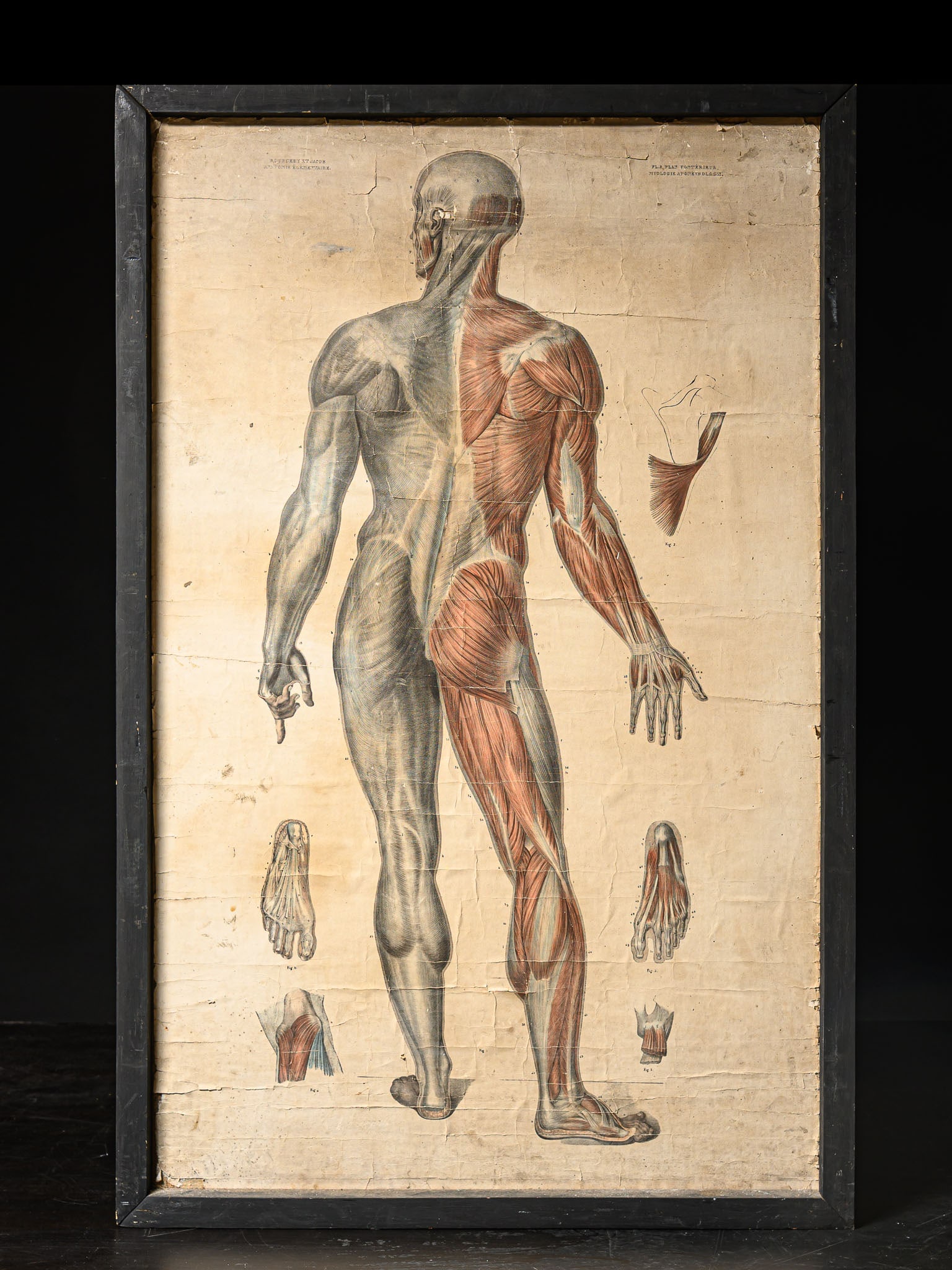 Antique anatomical map, 20th century: Dimensions: 60 x 95.9 x 1.9 cm. This educational and scientific piece is designed to represent the human body and its anatomical structures, following the tradition of maps and charts intended for tea