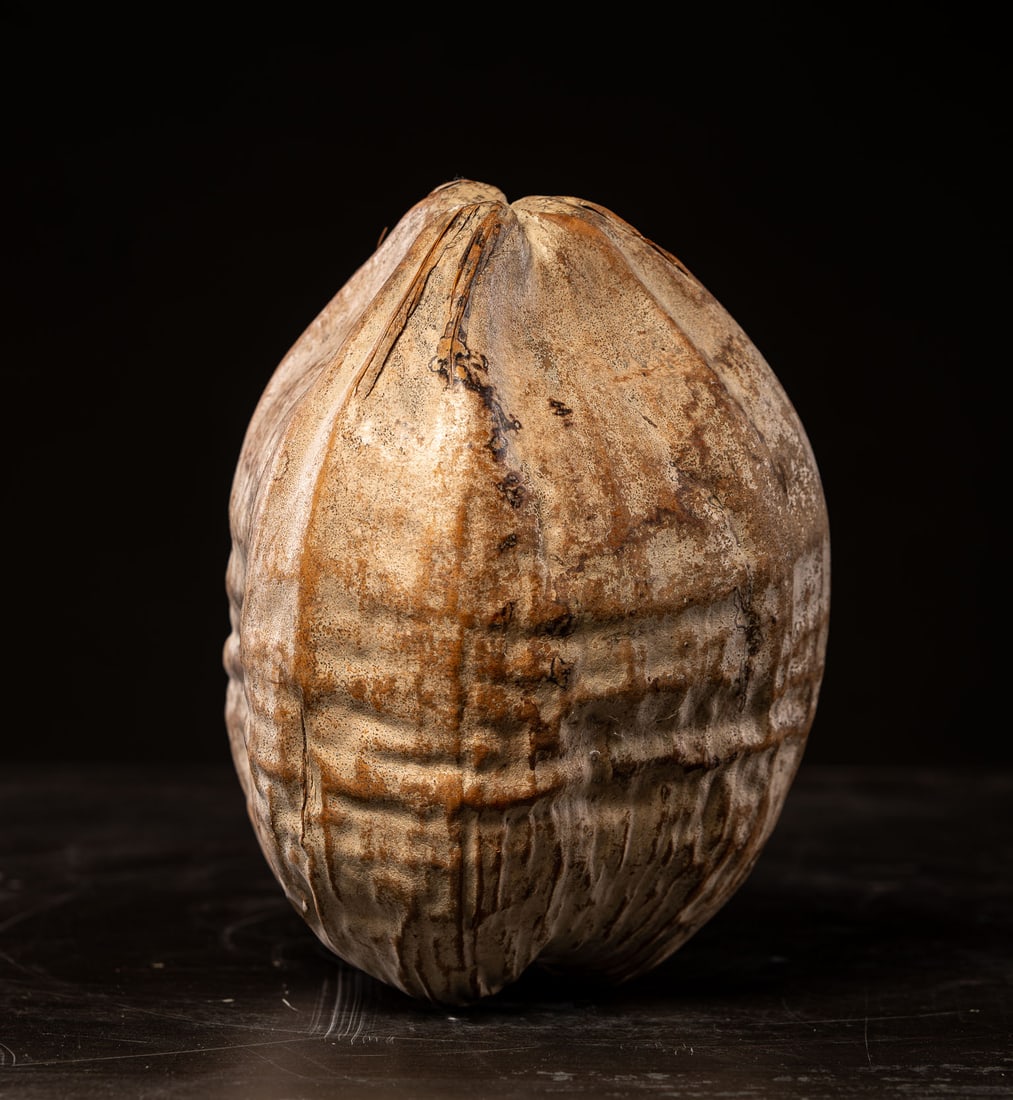 Large palm nut, Philippines, 20th century: Organic material. Dimensions: 26 x 16 x 16 cm. A large-format specimen from the field of natural history, of notable interest due to its unique morphology, volume, and powerful sculptural presence. Th