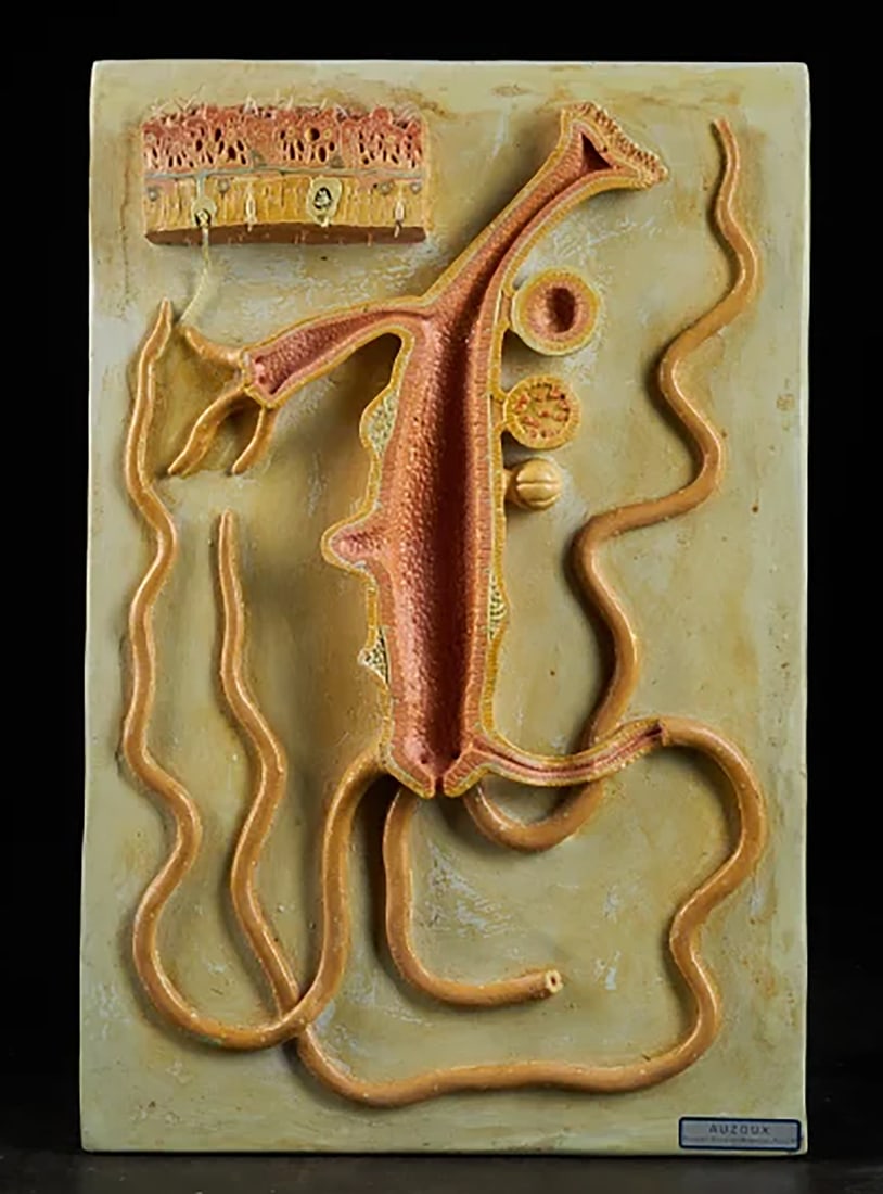 Anatomical teaching model of internal organs. Auzoux (Paris), 20th century (1 of 5)