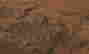 item-136511134=4