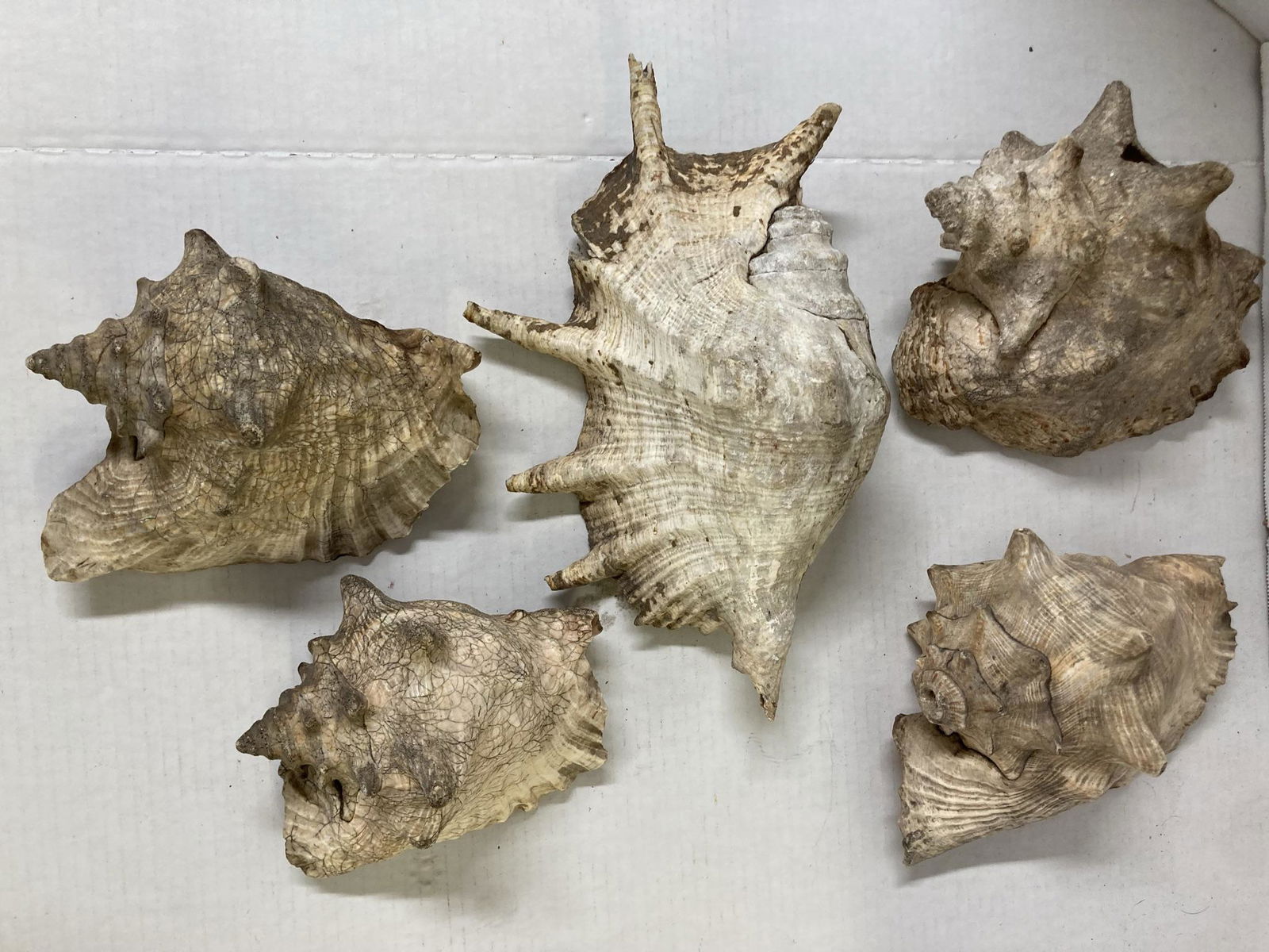 Lot of Large Vintage Seashells (1 of 9)