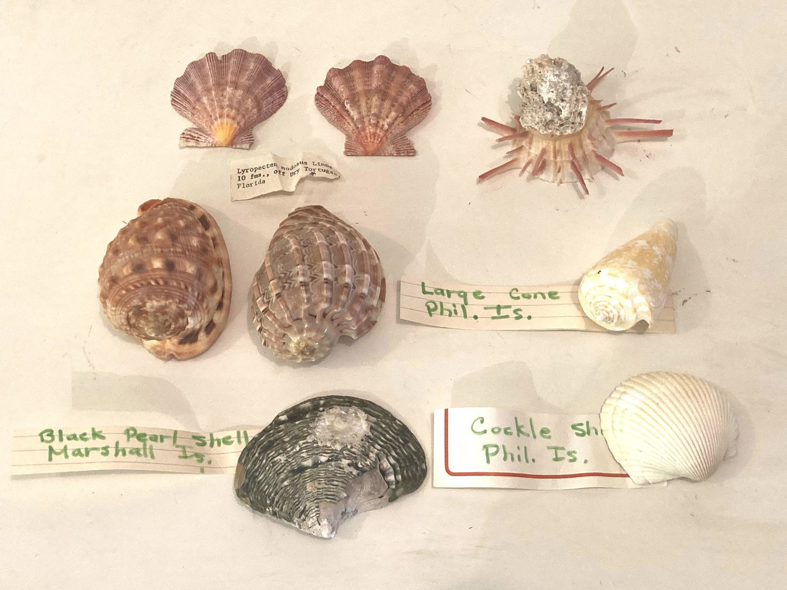 Lot of 7 Assorted Rare Shells including Mother of Pearl (1 of 14)