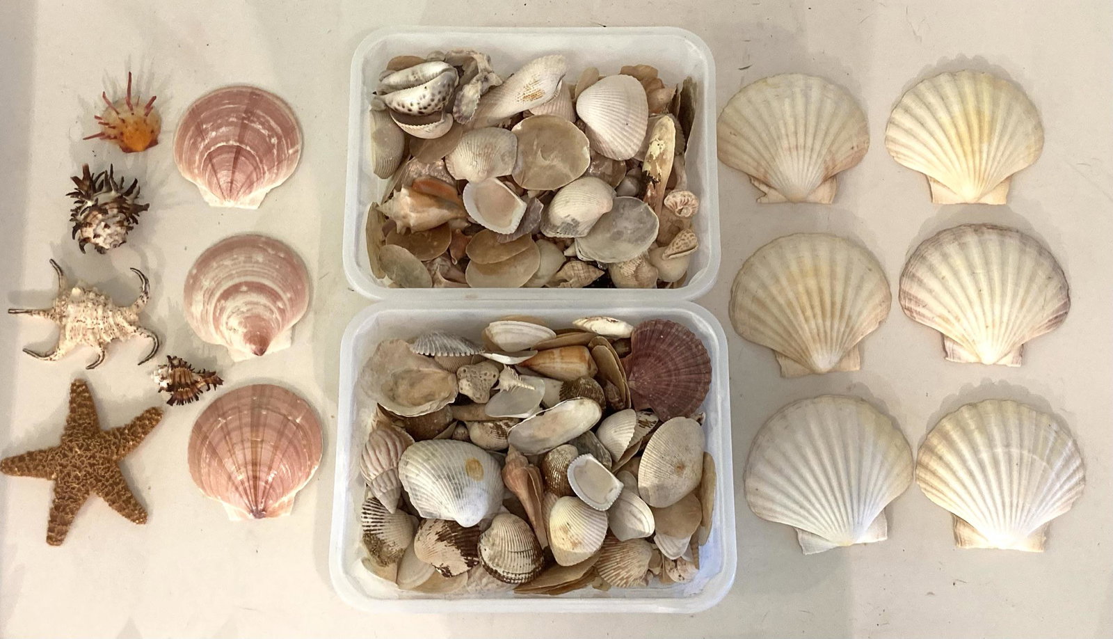 Huge Lot of Vintage Sea Shells, Fossils, and Mother of Pearl (1 of 13)