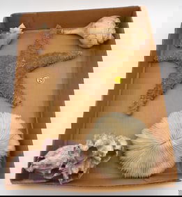 STARFISH, CORAL, SEASHELL LOT
