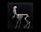 THE SKELETON OF A MINIATURE 'CENTAUR'