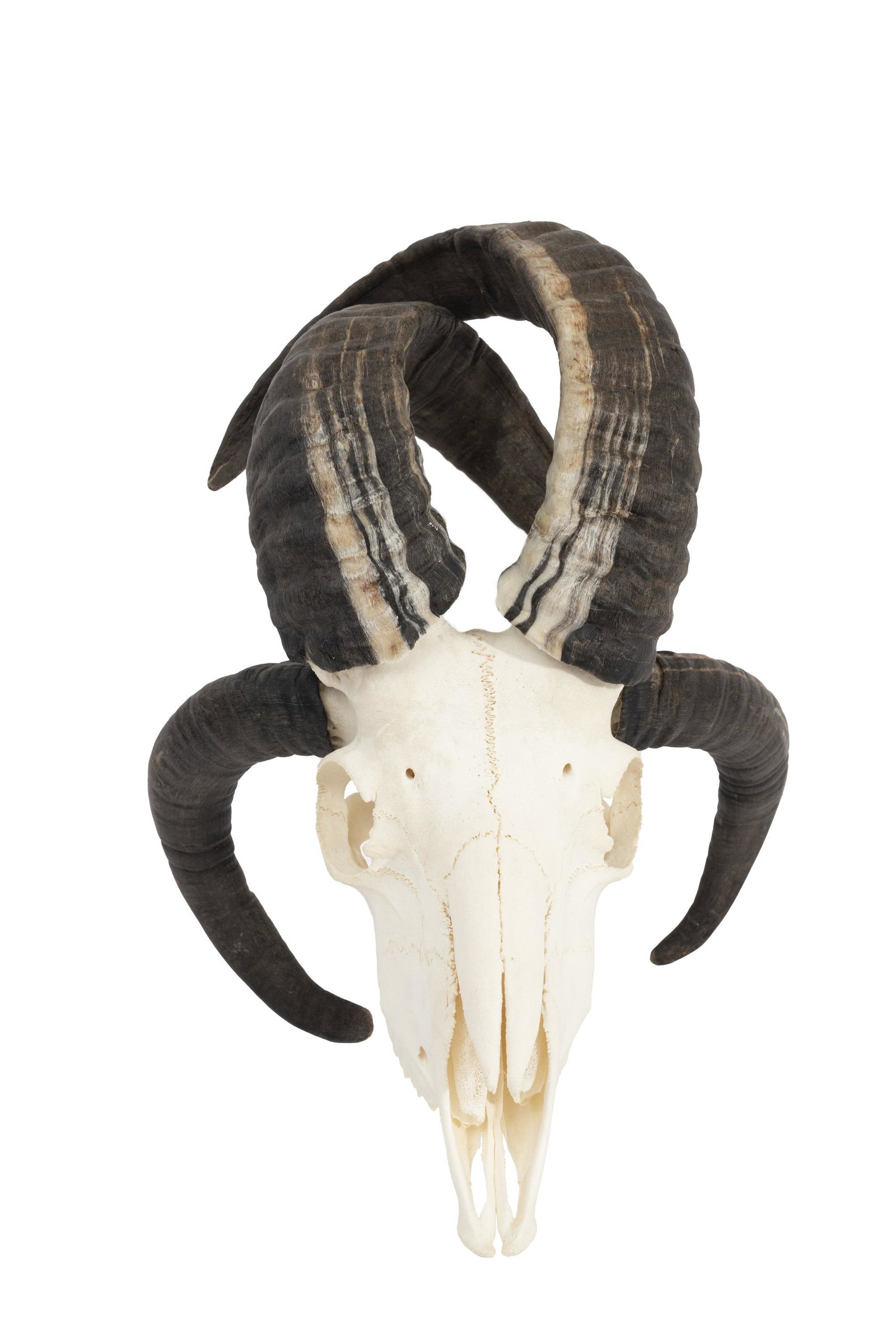 A FOUR HORN JACOB SHEEP SKULL WITH CROSSED HORNS: A FOUR HORN JACOB SHEEP SKULL WITH CROSSED HORNS A FOUR HORN JACOB SHEEP SKULL WITH CROSSED HORNS of taxidermy interest, the upper horns unusually crossed over each other, lacking lower jaw, 34cm high