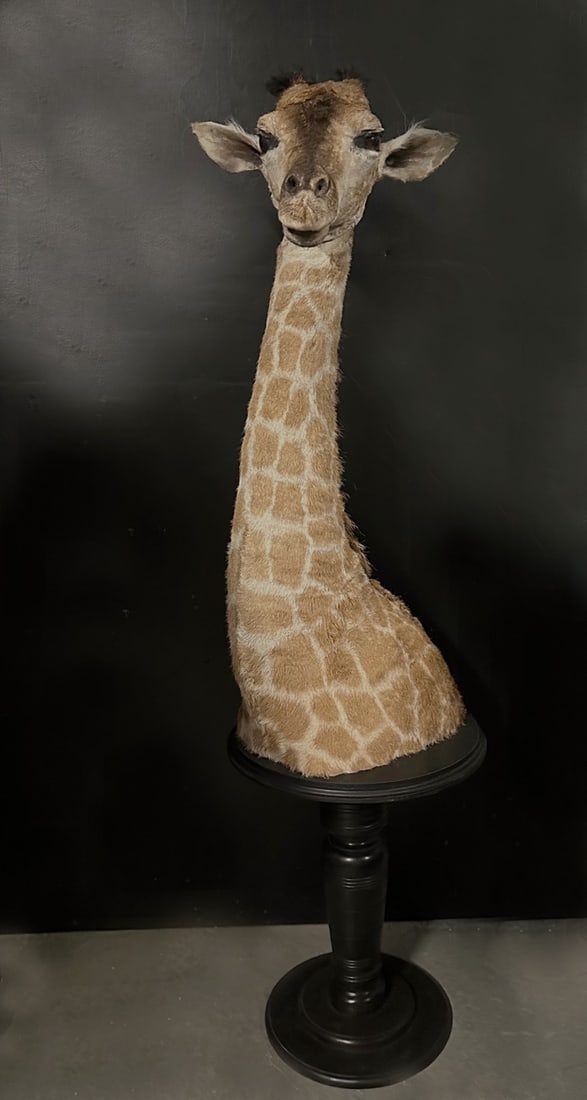 A TAXIDERMY BABY GIRAFFE HEAD BY SIMON 'THE STUFFA' WILSON (1 of 4)