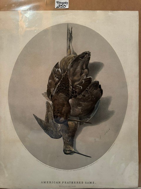 American Feathered Game Woodcock & Snipe N Currier, Med Folio, unframed (1 of 1)
