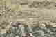 item-131417818=6