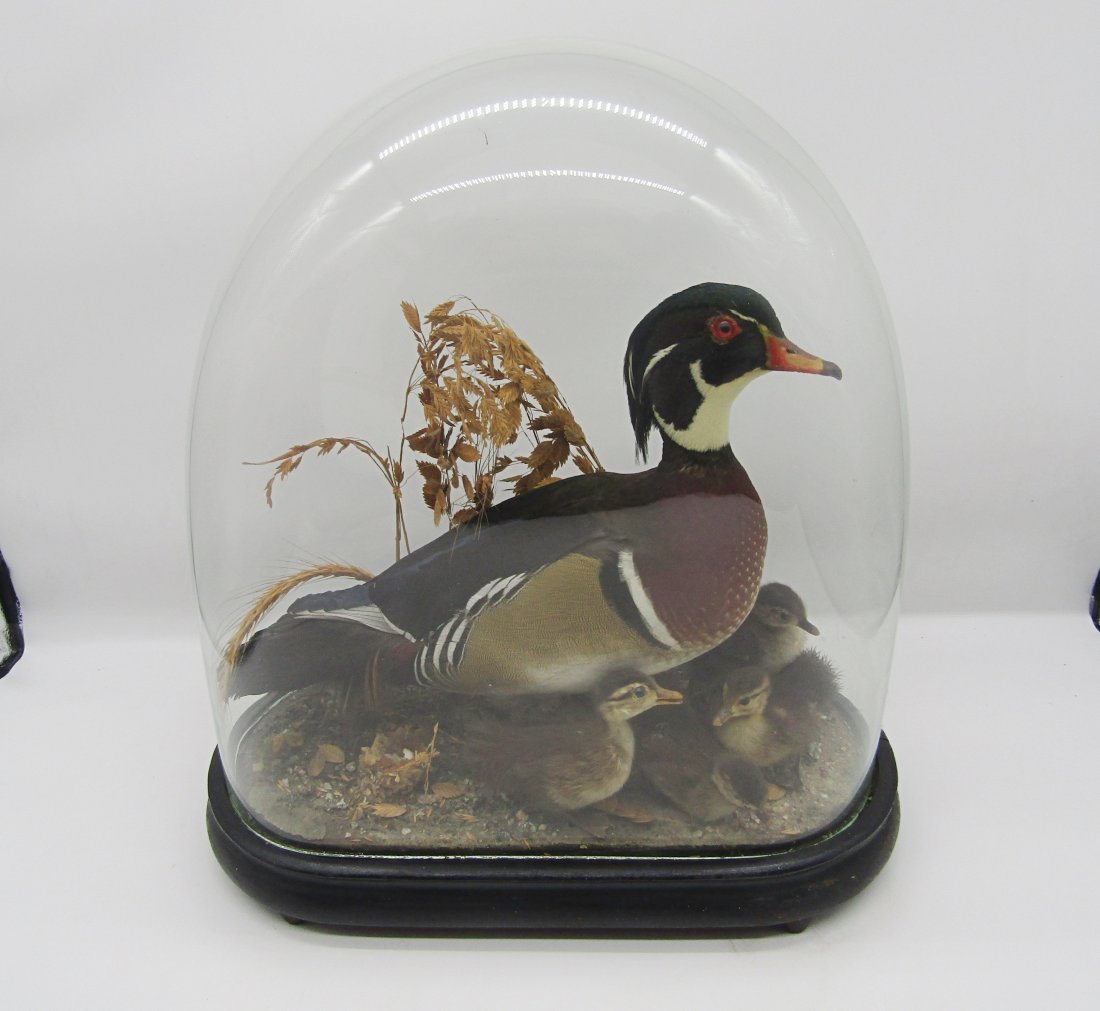 Antique Taxidermy duck and ducklings, in original glass dome (1 of 4)