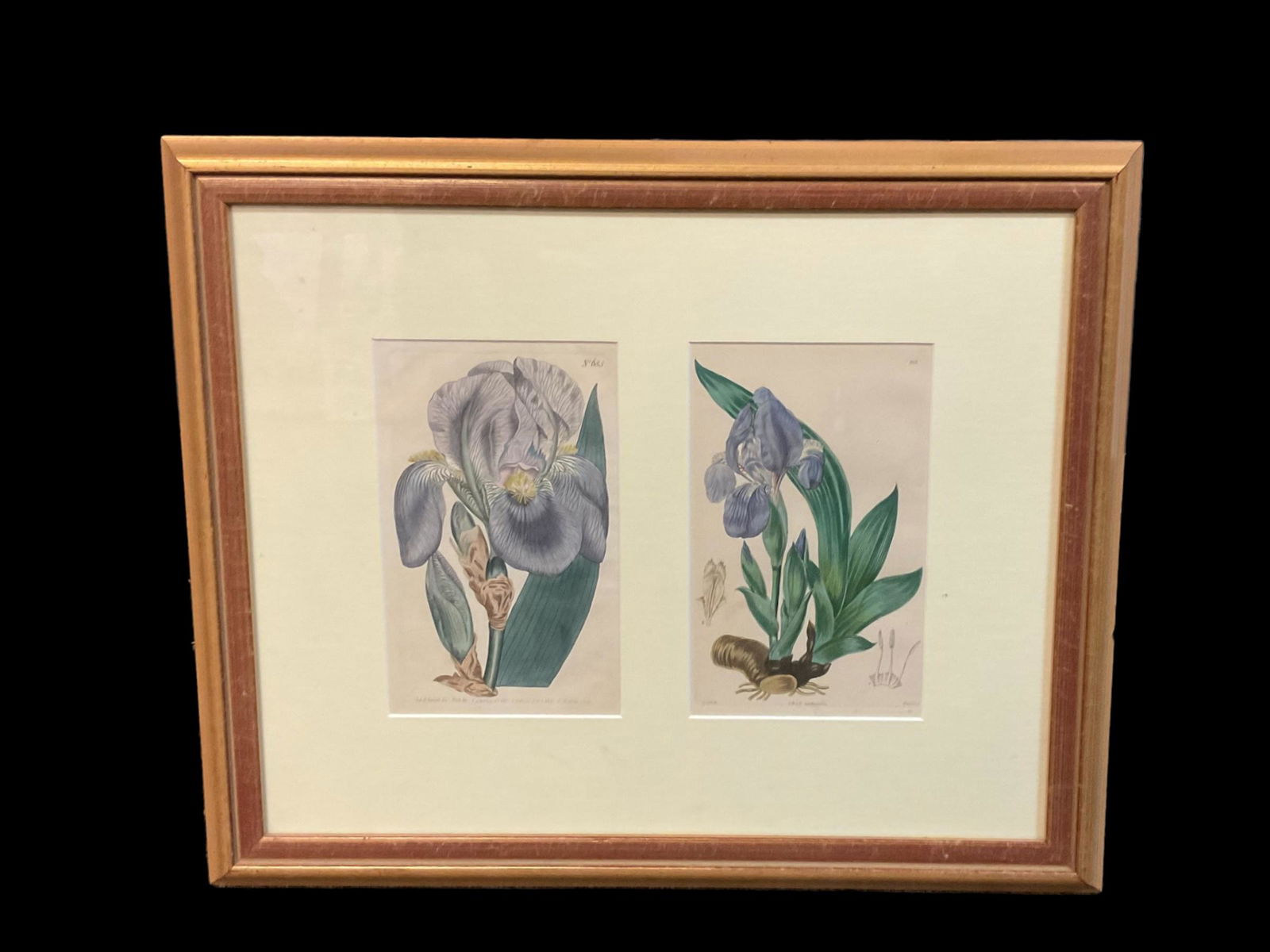 Botanical "Iris" Published by I. Curtis, 1803 and "Iris Nudicaulis", 1800-1850 (1 of 4)