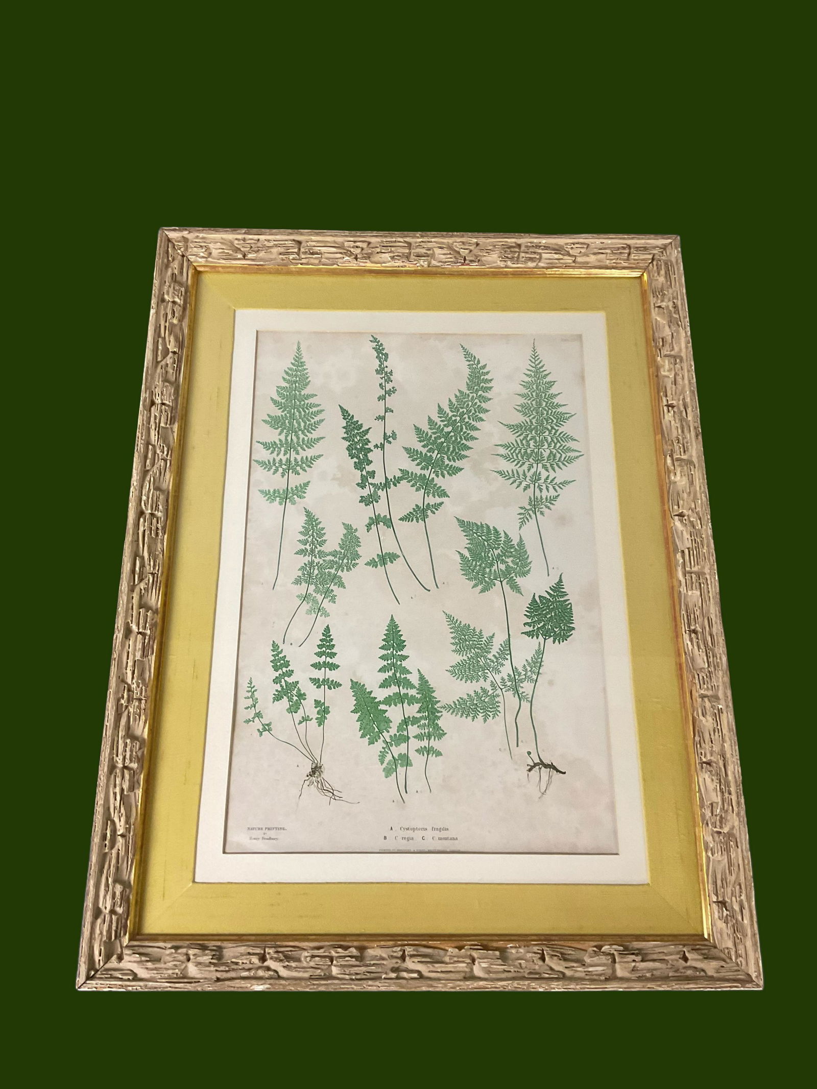 Nature Printing of Botanicals by Henry Bradbury (1 of 10)