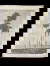 Large Collotype Print 5 Palm Trees Waterfront Scene Florida The Albertype Co. NY